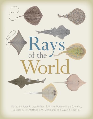 Stock image for Rays of the World for sale by SecondSale