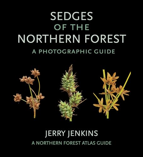 Stock image for Sedges of the Northern Forest - A Photographic Guide for sale by PBShop.store US