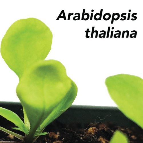 9781505344868: Arabidopsis thaliana