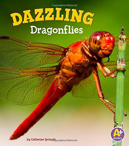 Immagine stock per Dazzling Dragonflies
