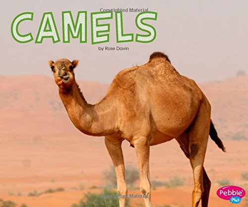 Stock image for Camels for sale by Buchpark