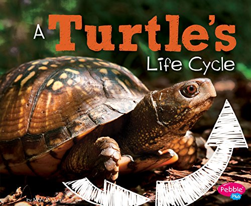 Stock image for A Turtle's Life Cycle for sale by Better World Books