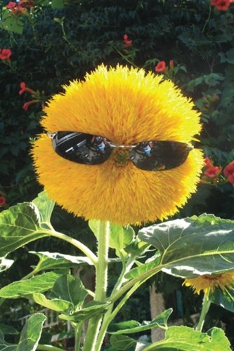 Beispielbild fr Password Keeper - Yellow Flower in Sunglasses zum Verkauf von Revaluation Books