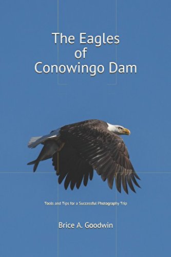 Immagine stock per The Eagles of Conowingo Dam: Tools and Tips for a Successful Photography Trip