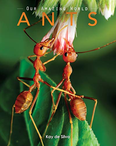 Beispielbild fr Ants: Amazing Pictures & Fun Facts on Animals in Nature (Our Amazing World) zum Verkauf von WorldofBooks
