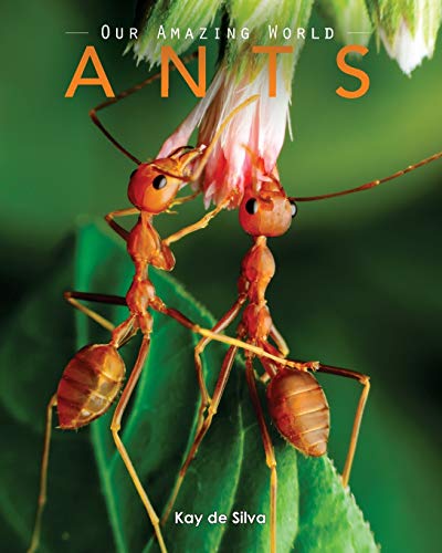 Stock image for Ants: Amazing Pictures & Fun Facts on Animals in Nature (Our Amazing World)