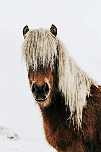 9781523479351: The Icelandic Horse Journal: 150 page lined notebook/diary