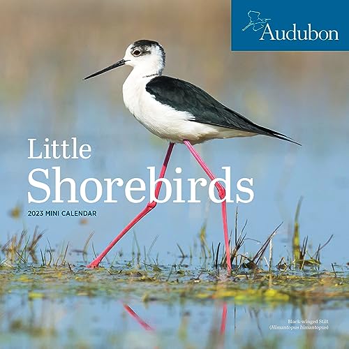 Stock image for Audubon Little Shorebirds Mini Wall Calendar 2023: A Tribute to the Diversity of Shorebirds and the Fragile Ecosystems they Inhabit for sale by Books Unplugged