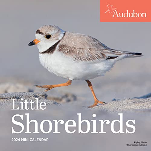 Beispielbild fr Audubon Little Shorebirds Mini Wall Calendar 2024: A Tribute to the Diversity of Shorebirds and the Fragile Ecosystems they Inhabit zum Verkauf von GF Books, Inc.