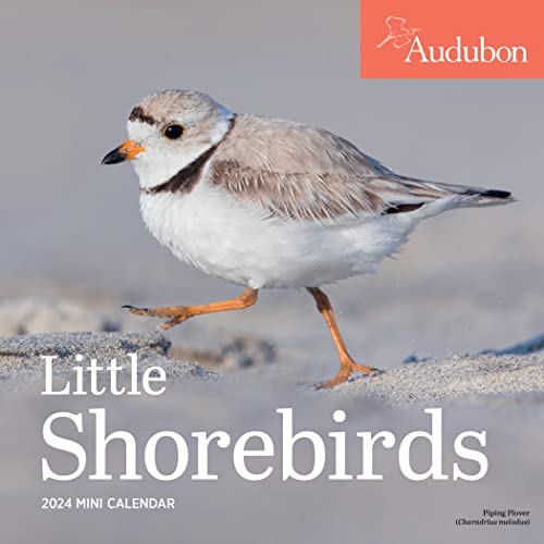 Stock image for Audubon Little Shorebirds Mini Wall Calendar 2024: A Tribute to the Diversity of Shorebirds and the Fragile Ecosystems they Inhabit for sale by Books Unplugged