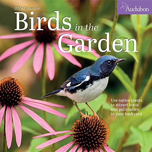 Stock image for Audubon Birds in the Garden Wall Calendar 2024: Use Native Plants to Attract Birds and Pollinators to Your Backyard for sale by Books Unplugged