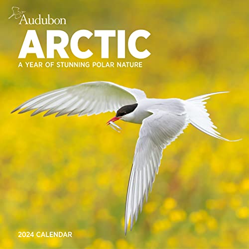 Stock image for Audubon Arctic Wall Calendar 2024: A Year of Stunning Polar Nature for sale by GF Books, Inc.