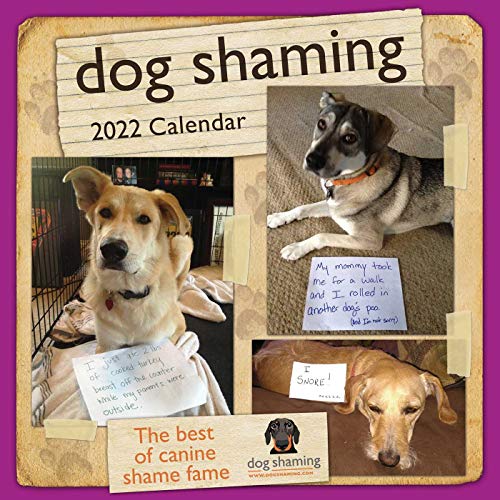 9781524863593: Dog Shaming 2022 Wall Calendar