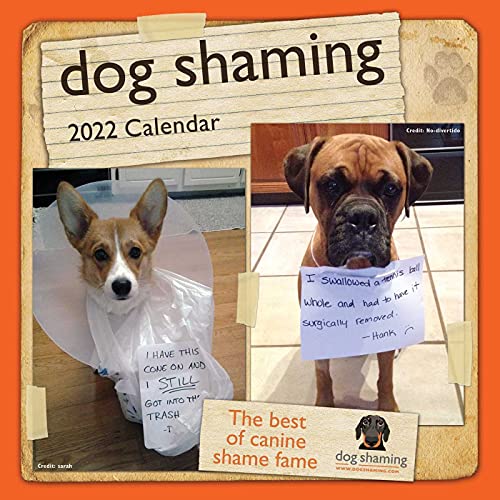 Stock image for Dog Shaming 2022 Mini Wall Calendar for sale by GF Books, Inc.