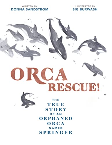 Imagen de archivo de Orca Rescue! : The True Story of an Orphaned Orca Named Springer a la venta por Better World Books