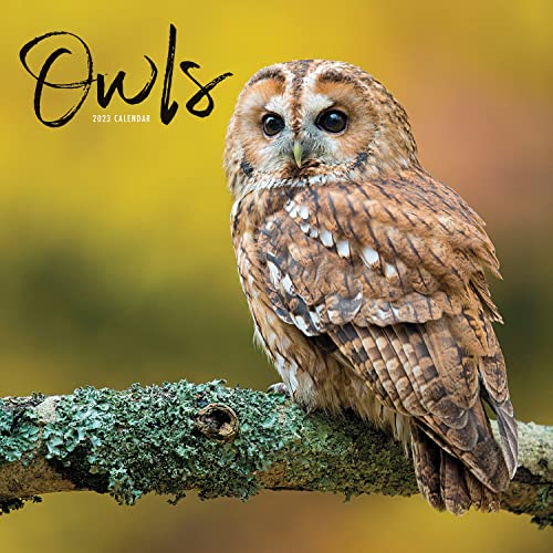 Beispielbild fr Owls Mini Square Wall Calendar 2023 zum Verkauf von WorldofBooks