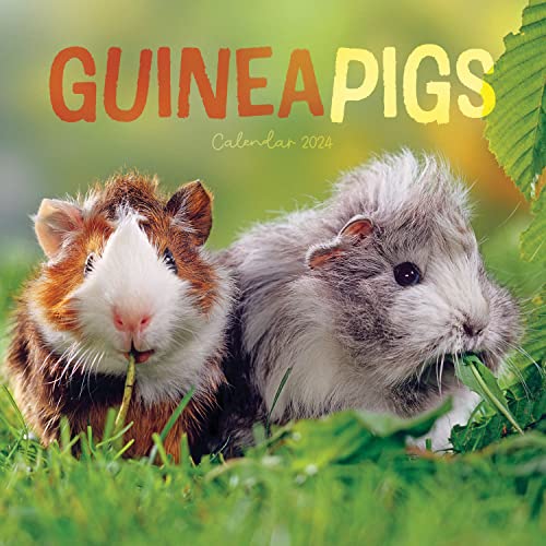 Beispielbild fr Guinea Pigs 2024 Calendar zum Verkauf von WorldofBooks