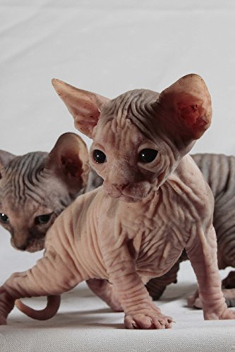 9781530252558: Sphinx Cat Journal "Must Have Landed on the Wrong Planet. Again.": 150 page lined notebook/diary