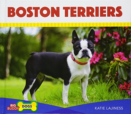 9781532112041: Boston Terriers (Big Buddy Dogs)