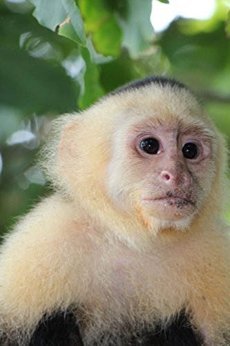 Beispielbild fr White-Faced Capuchin Monkey Journal: 150 page lined notebook/diary zum Verkauf von Buchpark