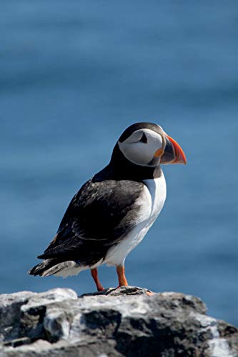 9781533380944: Puffin on a Rock Journal: 150 page lined notebook/diary