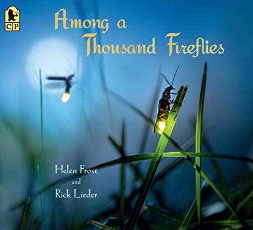 Beispielbild fr Among a Thousand Fireflies (Step Gently, Look Closely) zum Verkauf von ZBK Books