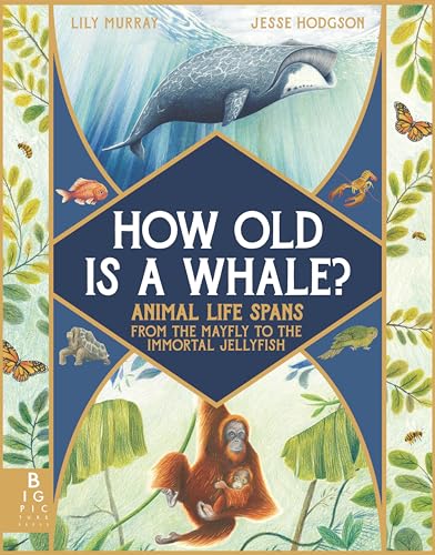 Stock image for How Old Is a Whale?: Animal Life Spans from the Mayfly to the Immortal Jellyfish for sale by ThriftBooks-Atlanta
