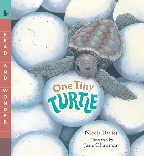 Beispielbild fr One Tiny Turtle (Read and Wonder) [Paperback] Davies, Nicola and Chapman, Jane zum Verkauf von Lakeside Books
