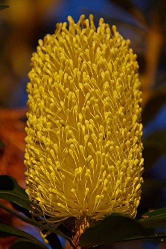 Beispielbild fr Banksia Plant in Australia Journal: 150 page lined notebook/diary zum Verkauf von Buchpark