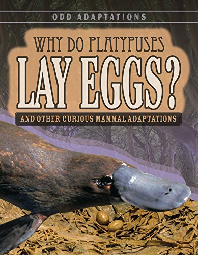 Stock image for Why Do Platypuses Lay Eggs? : And Other Curious Mammal Adaptations for sale by Better World Books