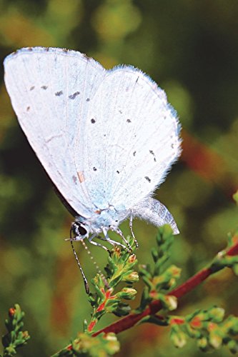 9781539150824: Holly Blue Butterfly on Green Leaf Journal (Celastrina Argiolus): 150 page lined notebook/diary