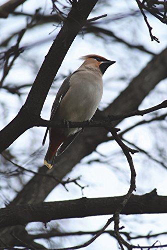 Beispielbild fr Waxwing (Bombycilla Gamulus) Bird Journal: 150 page lined notebook/diary zum Verkauf von Buchpark