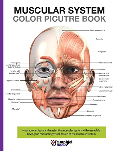 9781541003347: Muscular System Color Picture Book: Beautiful illustrations with concisely and clearly readable labels