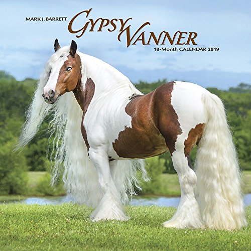 gypsy vanner horses