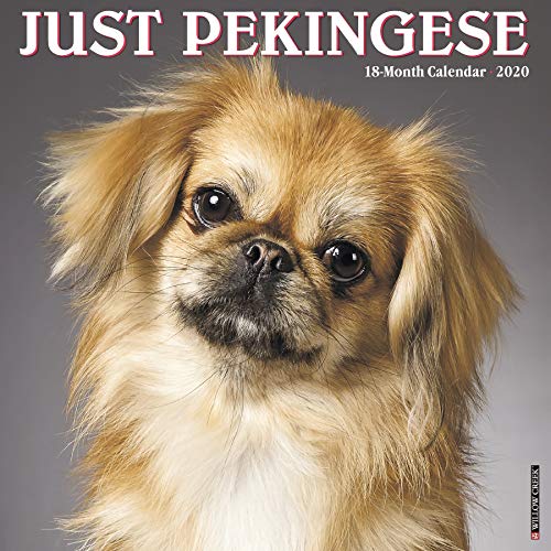 9781549207419: Just Pekingese 2020 Calendar