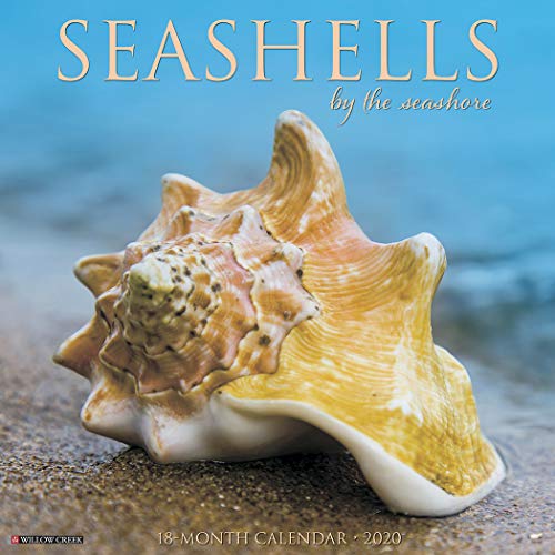 9781549207778: Sea Shells 2020 Calendar