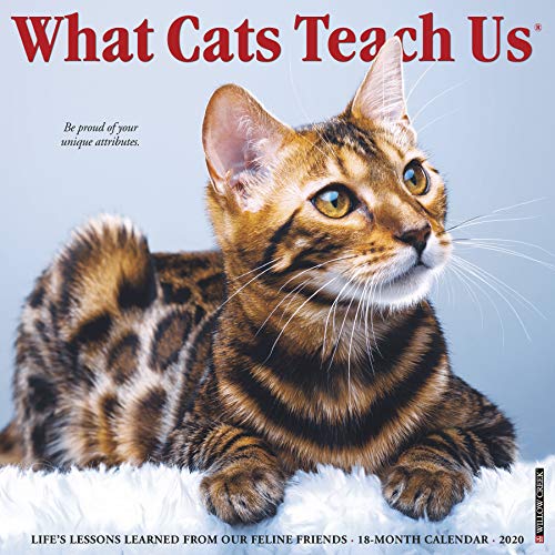 Beispielbild fr What Cats Teach Us 2020 Wall Calendar zum Verkauf von Books Unplugged