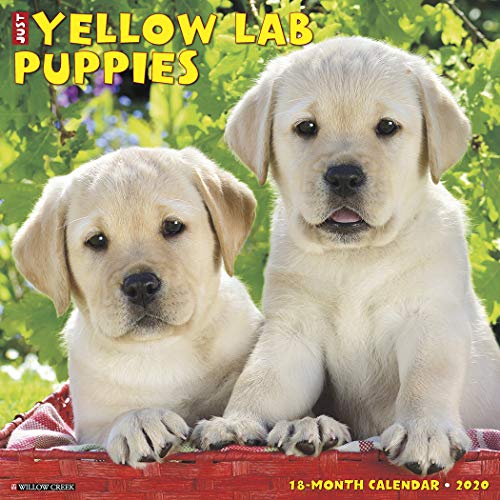 Beispielbild fr Just Yellow Lab Puppies 2020 Wall Calendar (Dog Breed Calendar) zum Verkauf von GF Books, Inc.