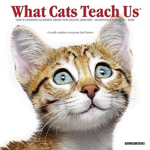 Beispielbild fr What Cats Teach Us 2020 Mini Wall Calendar zum Verkauf von Better World Books