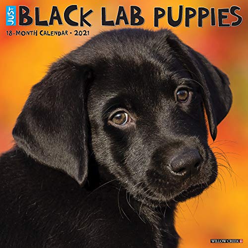 Beispielbild fr Just Black Lab Puppies 2021 Wall Calendar (Dog Breed Calendar) zum Verkauf von Save With Sam