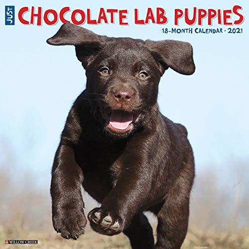 Beispielbild fr Just Chocolate Lab Puppies 2021 Calendar zum Verkauf von medimops