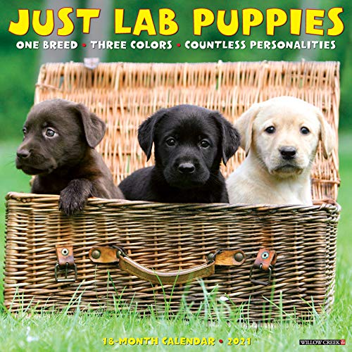 Beispielbild fr Just Lab Puppies 2021 Wall Calendar (Dog Breed Calendar) zum Verkauf von Save With Sam