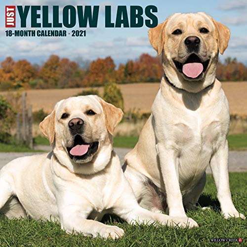 Beispielbild fr Just Yellow Labs 2021 Wall Calendar (Dog Breed Calendar) zum Verkauf von GF Books, Inc.