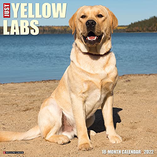 Beispielbild fr Just Yellow Labs 2022 Wall Calendar (Labrador Retriever Dog Breed) zum Verkauf von GF Books, Inc.