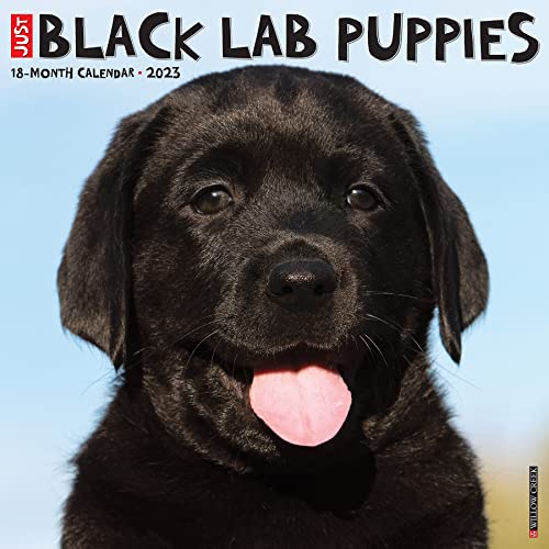 Beispielbild fr Just Black Lab Puppies 2023 Wall Calendar zum Verkauf von Books Unplugged