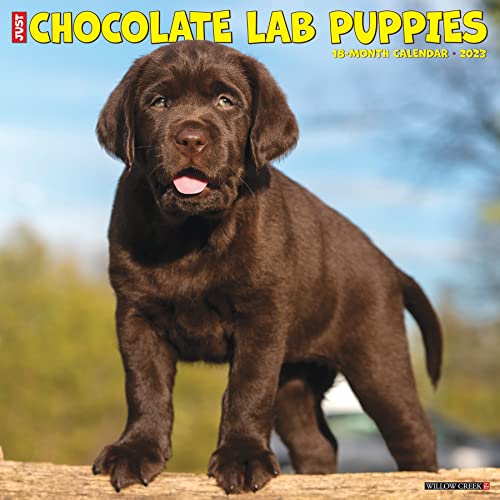 Beispielbild fr Just Chocolate Lab Puppies 2023 Wall Calendar zum Verkauf von GF Books, Inc.