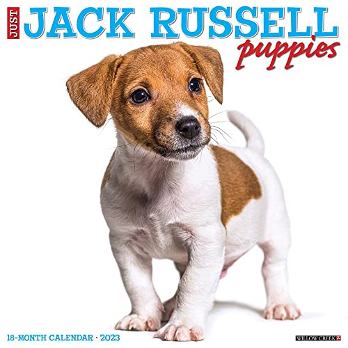 Just Jack Russell Puppies 2023...