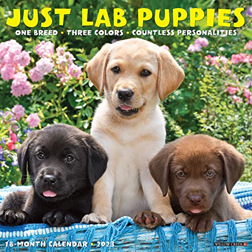 Beispielbild fr Just Lab Puppies 2023 Wall Calendar zum Verkauf von Books Unplugged