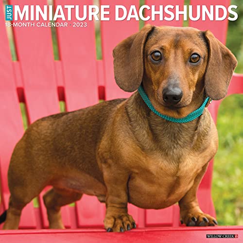 Stock image for Just Mini Pinschers 2023 Wall Calendar for sale by BooksRun