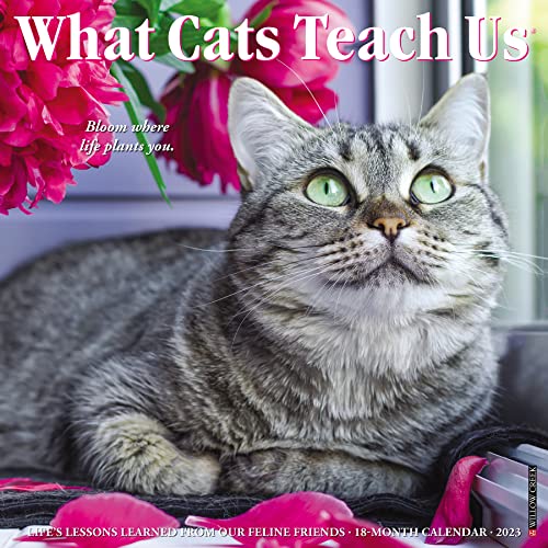 Beispielbild fr What Cats Teach Us 2023 Wall Calendar zum Verkauf von Books Unplugged